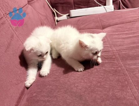 1 Aylık British Shorthair Kediler