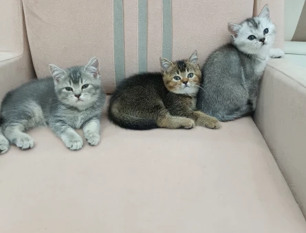 British shorthair bebekler - 8199