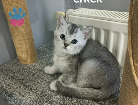 British shorthair bebekler - 8199 - Görsel 4