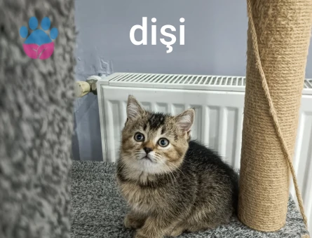 British shorthair bebekler - 8199 - Görsel 3