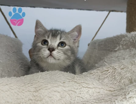 British shorthair bebekler - 8199 - Görsel 5