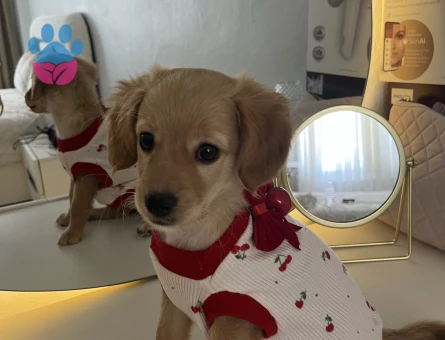 Daisy’e ömürlük yuva arıyoruz Tüm aşıları tam 24 nisan doğumlu - 8201 - Görsel 4