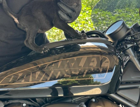 Cane corso - 8202