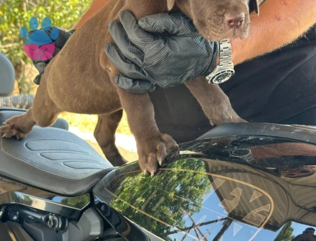 Cane corso - 8202 - Görsel 5