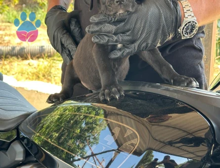 Cane corso - 8202 - Görsel 3
