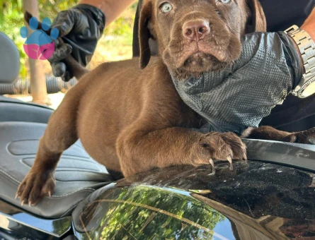 Cane corso - 8202 - Görsel 4