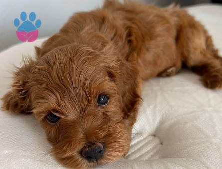 45 GÜNLÜK TOY POODLE ERKEK ÇANAKKALE - 8203