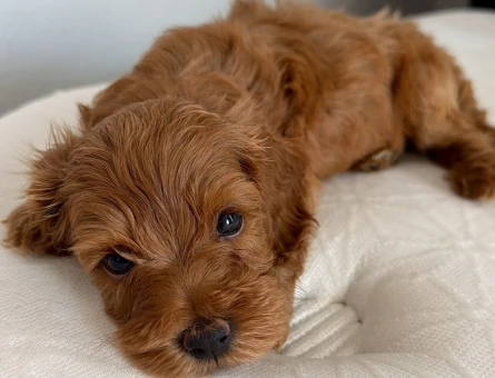 45 GÜNLÜK TOY POODLE ERKEK ÇANAKKALE - 8203