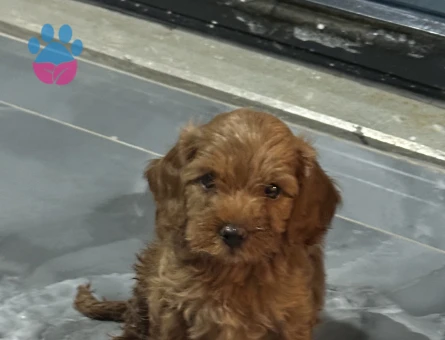 45 GÜNLÜK TOY POODLE ERKEK ÇANAKKALE - 8203 - Görsel 3
