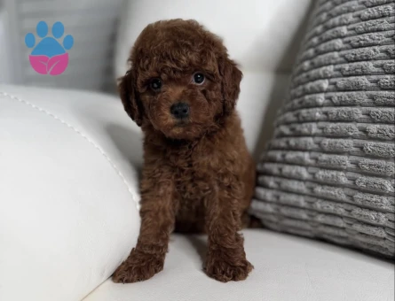Eşsiz Toy Poodle Bebekler Sizi Bekliyor - 8204