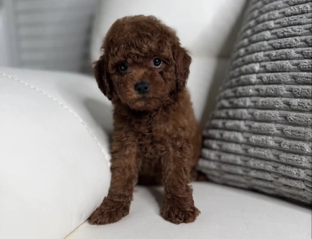Eşsiz Toy Poodle Bebekler Sizi Bekliyor - 8204