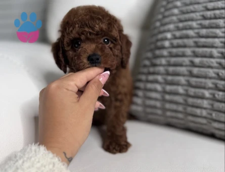 Eşsiz Toy Poodle Bebekler Sizi Bekliyor - 8204 - Görsel 4
