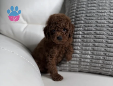 Eşsiz Toy Poodle Bebekler Sizi Bekliyor - 8204 - Görsel 3
