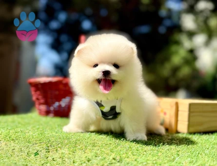 Teddy Face Boo Pomeranian Irk Güzeli Yavrular - 8205