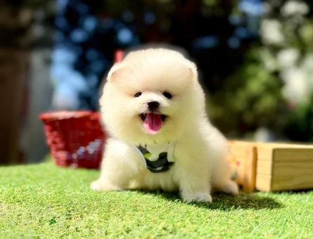 Teddy Face Boo Pomeranian Irk Güzeli Yavrular - 8205