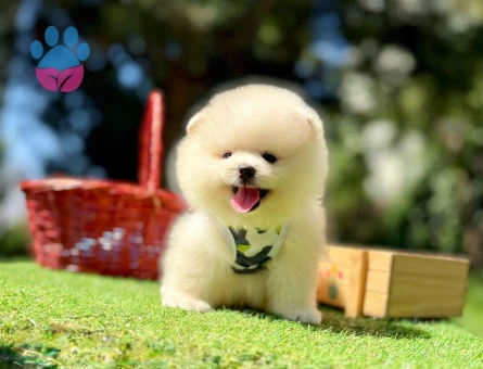 Teddy Face Boo Pomeranian Irk Güzeli Yavrular - 8205 - Görsel 4