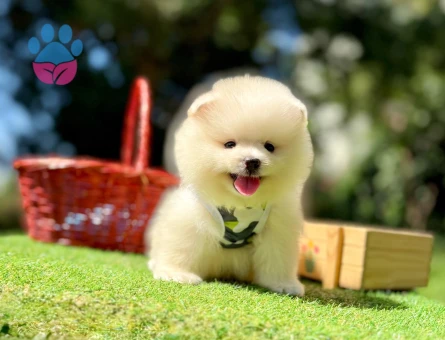 Teddy Face Boo Pomeranian Irk Güzeli Yavrular - 8205 - Görsel 5