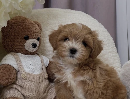 Maltipoo Mix Irk mikro ve Sıfır boyut Yavrular - 8206