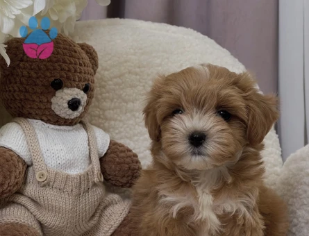 Maltipoo Mix Irk mikro ve Sıfır boyut Yavrular - 8206 - Görsel 3