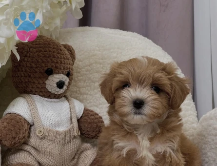Maltipoo Mix Irk mikro ve Sıfır boyut Yavrular - 8206 - Görsel 4