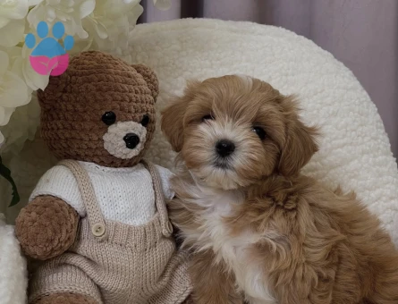 Maltipoo Mix Irk mikro ve Sıfır boyut Yavrular - 8206 - Görsel 5