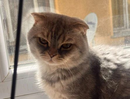 2 YAŞINDA SCOTTİSH FOLD KEDİME YUVA ARIYORUM - 8207