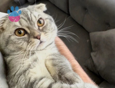 2 YAŞINDA SCOTTİSH FOLD KEDİME YUVA ARIYORUM - 8207 - Görsel 3