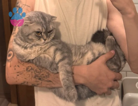 2 YAŞINDA SCOTTİSH FOLD KEDİME YUVA ARIYORUM - 8207 - Görsel 4