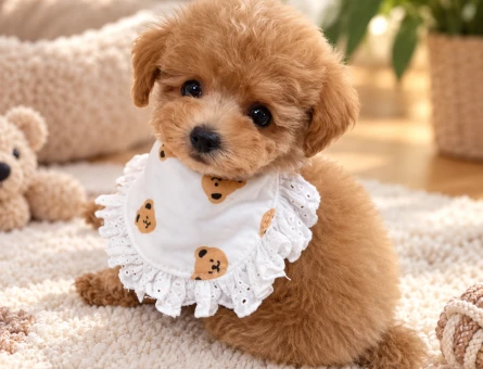 Minik Maltipoo Yavru – Yeni Yuvasını Bekliyor - 8212