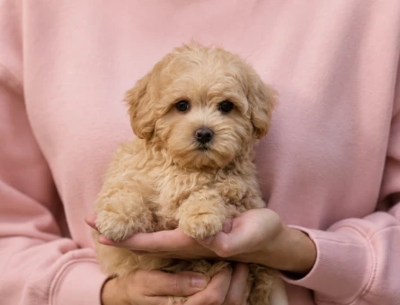 Maltipoo Yavru Sahiplendirme – Sevimli ve Oyuncu - 8217