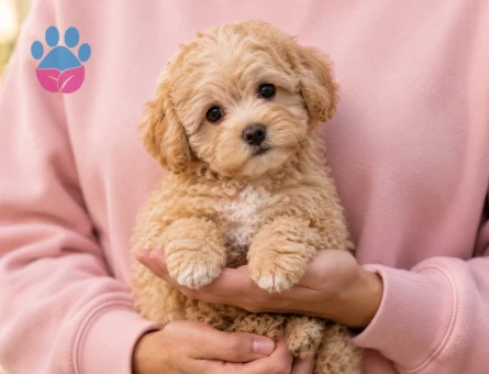 Maltipoo Yavru Sahiplendirme – Sevimli ve Oyuncu - 8217 - Görsel 3