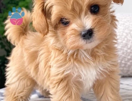 Ankara Maltipoo Yavru – Sevimli ve Oyuncu Minik Dost - 8219 - Görsel 3