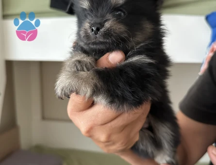 Üst kalite Pomeranian Boo yavrularımız rezerve açıktır - 8220 - Görsel 3