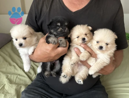 Üst kalite Pomeranian Boo yavrularımız rezerve açıktır - 8220 - Görsel 4