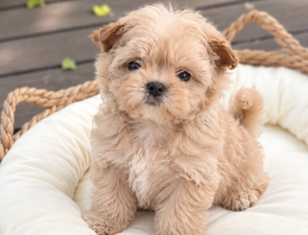 Maltipoo Yavru Ankara – Teddy Face Sevimli Yavru - 8221