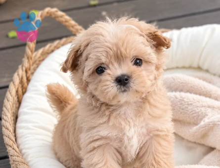Maltipoo Yavru Ankara – Teddy Face Sevimli Yavru - 8221 - Görsel 3