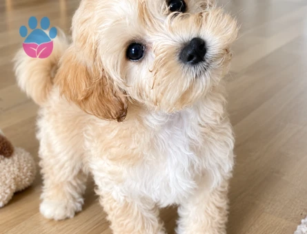 Ankara Maltipoo Sahiplendirme – Apricot Yavru - 8222 - Görsel 3