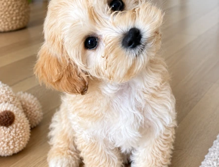 Ankara Maltipoo Sahiplendirme – Apricot Yavru - 8222