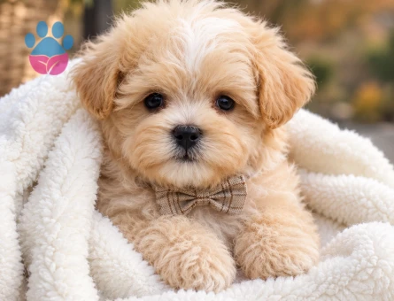 Maltipoo Yavru – Minik ve Sevgi Dolu - 8223 - Görsel 3
