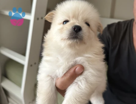 Üst kalite Pomeranian Boo yavrularımız rezerve açıktır - 8220 - Görsel 5