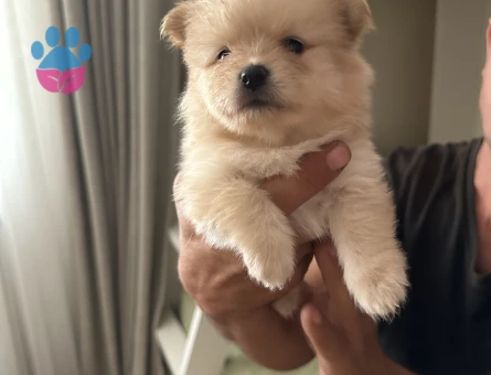 Üst kalite Pomeranian Boo yavrularımız rezerve açıktır - 8220 - Görsel 6