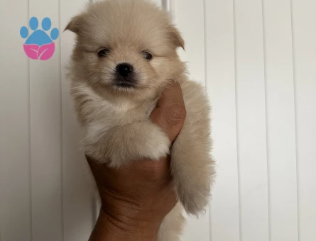 Üst kalite Pomeranian Boo yavrularımız rezerve açıktır - 8220 - Görsel 7