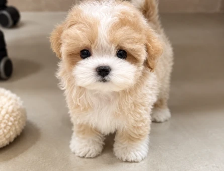 Ankara Maltipoo Yavru Sahiplendirme – Cream Renk - 8224