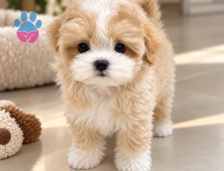 Ankara Maltipoo Yavru Sahiplendirme – Cream Renk - 8224 - Görsel 3