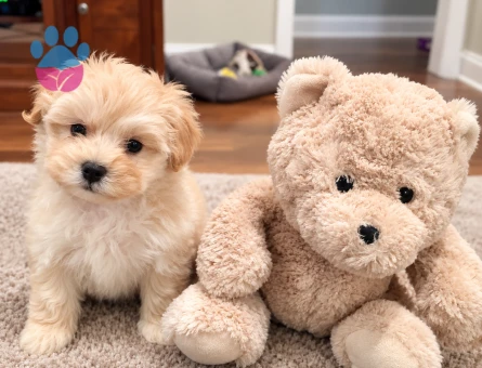 Maltipoo Ankara – Kıvırcık Tüylü Sevimli Yavru - 8228 - Görsel 3