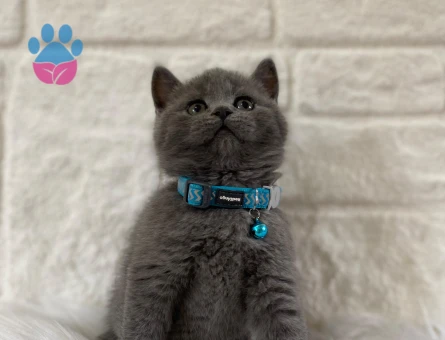Gri British Shorthair Erkek Yavrumuz - 8225