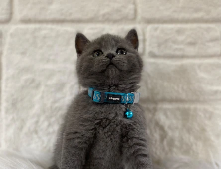 Gri British Shorthair Erkek Yavrumuz - 8225