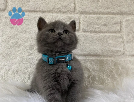 Gri British Shorthair Erkek Yavrumuz - 8225 - Görsel 3