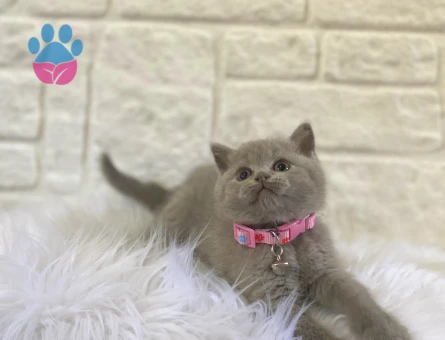 Zarafetin En Güzel Hali British Shorthair Lilac - 8226