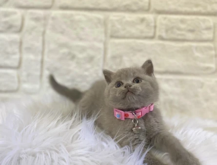 Zarafetin En Güzel Hali British Shorthair Lilac - 8226